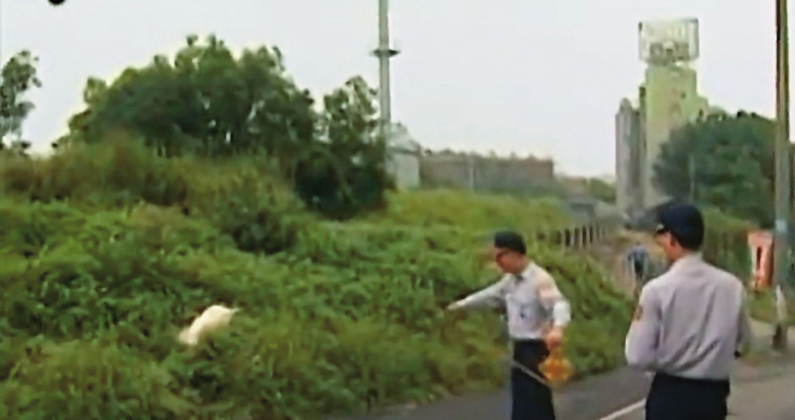邱俊雄將少女棄屍在交流道旁的草叢,屍體被遛狗的民眾發現報警。(圖/翻攝東森新聞)