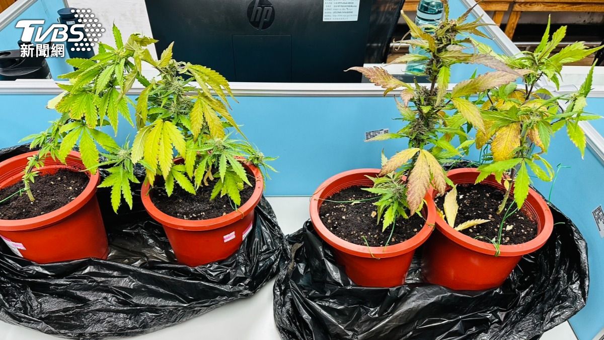新北公寓藏大麻農場!怕警盤查2男丟30株活株…因1片葉露餡
