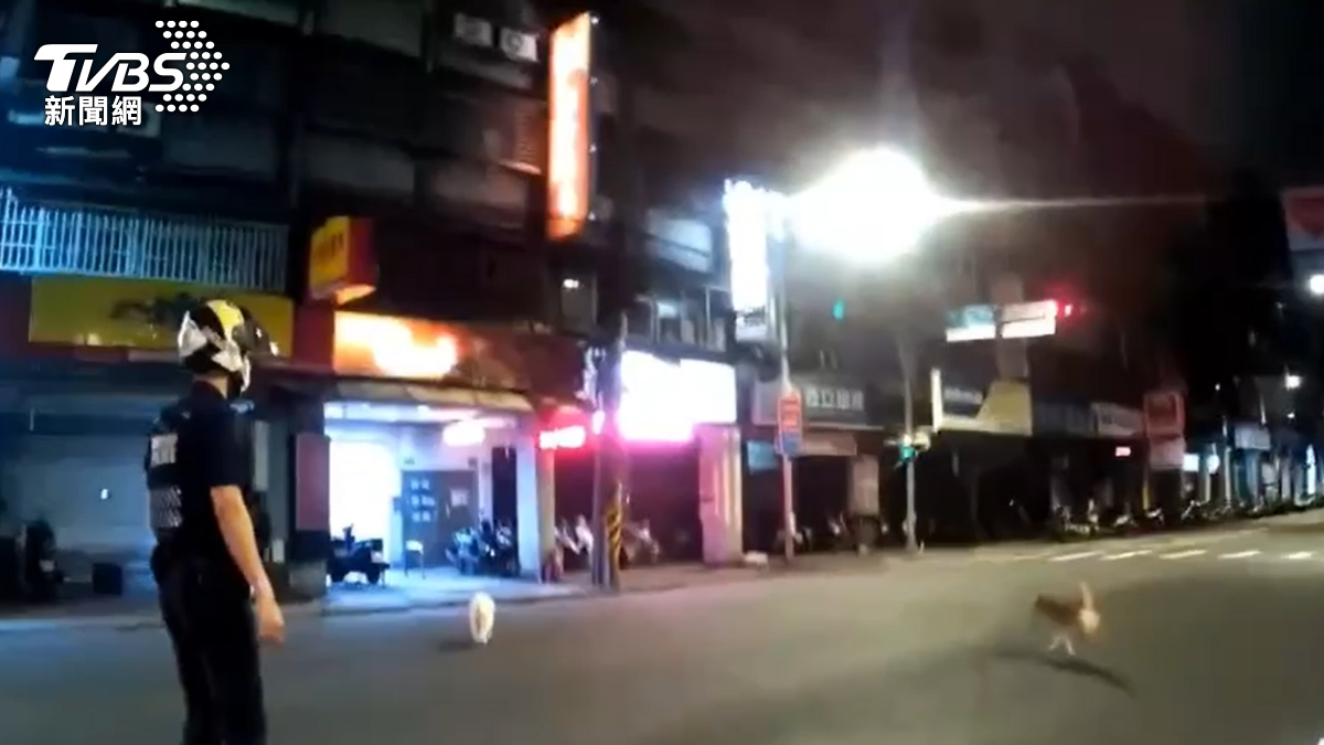 兩隻毛孩在板橋的街上亂竄奔跑。（圖／TVBS）