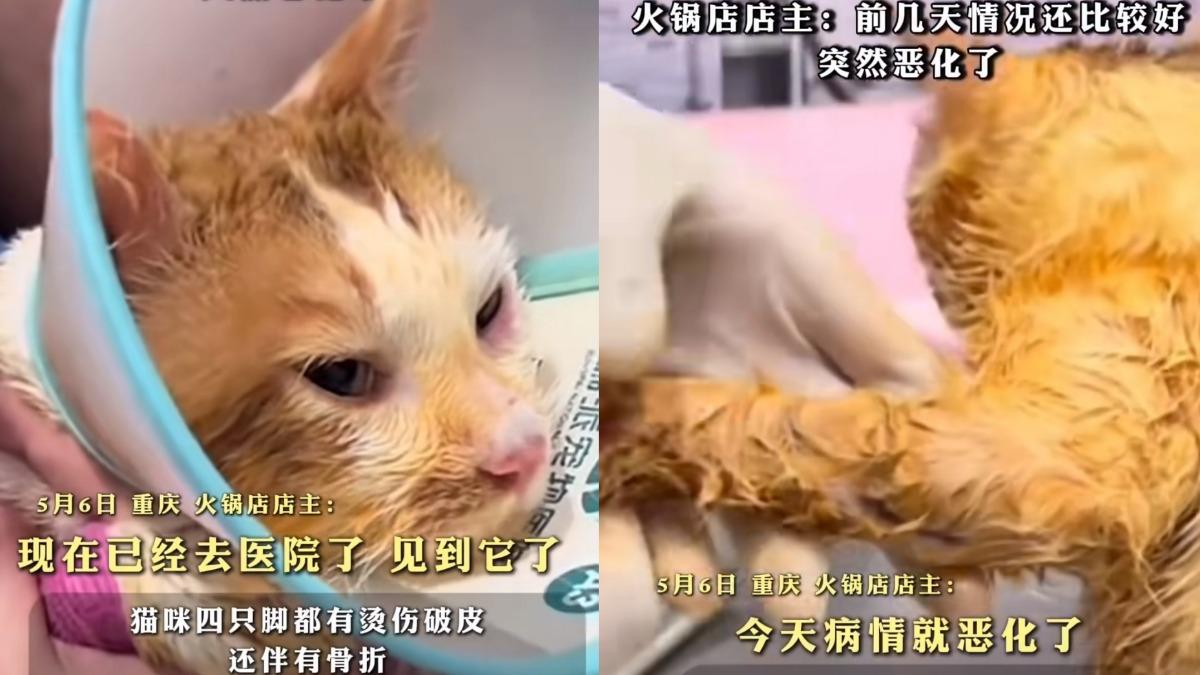 貓咪治療後病況惡化,最後仍不幸過世。(圖/取自微博)