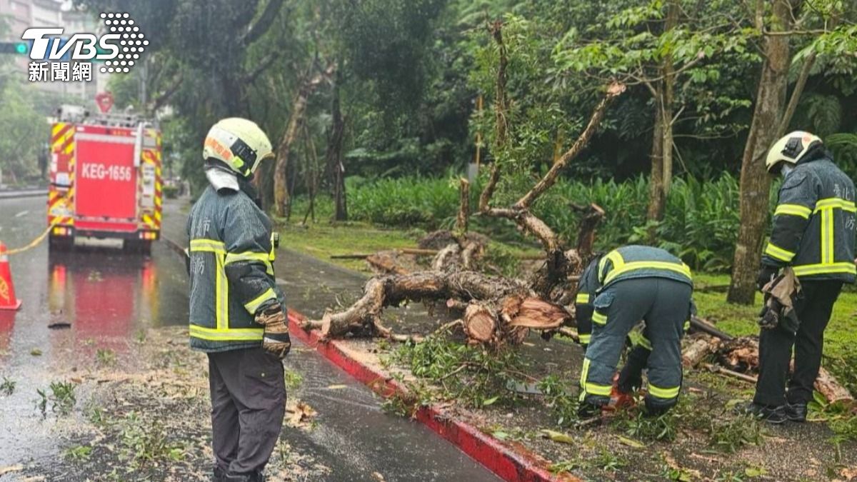 快訊/大雨釀災!辛亥隧道出口路樹倒塌 交通一度受阻