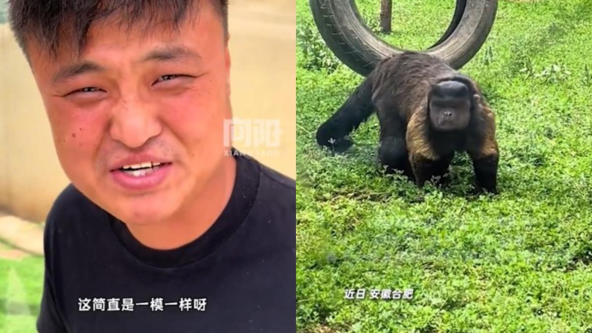方臉猴-撞臉猴子-百萬網紅狗王-合肥野生動物園