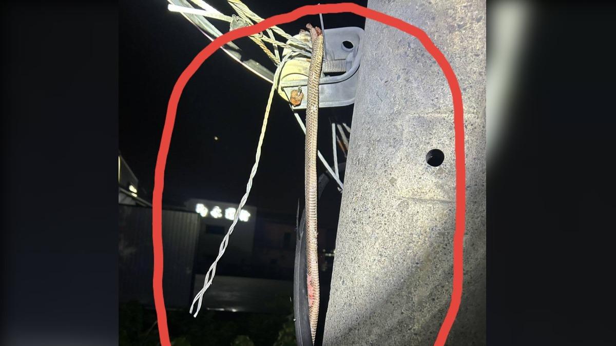 大蛇竄高壓線路觸電慘死　火花飛濺險釀火災