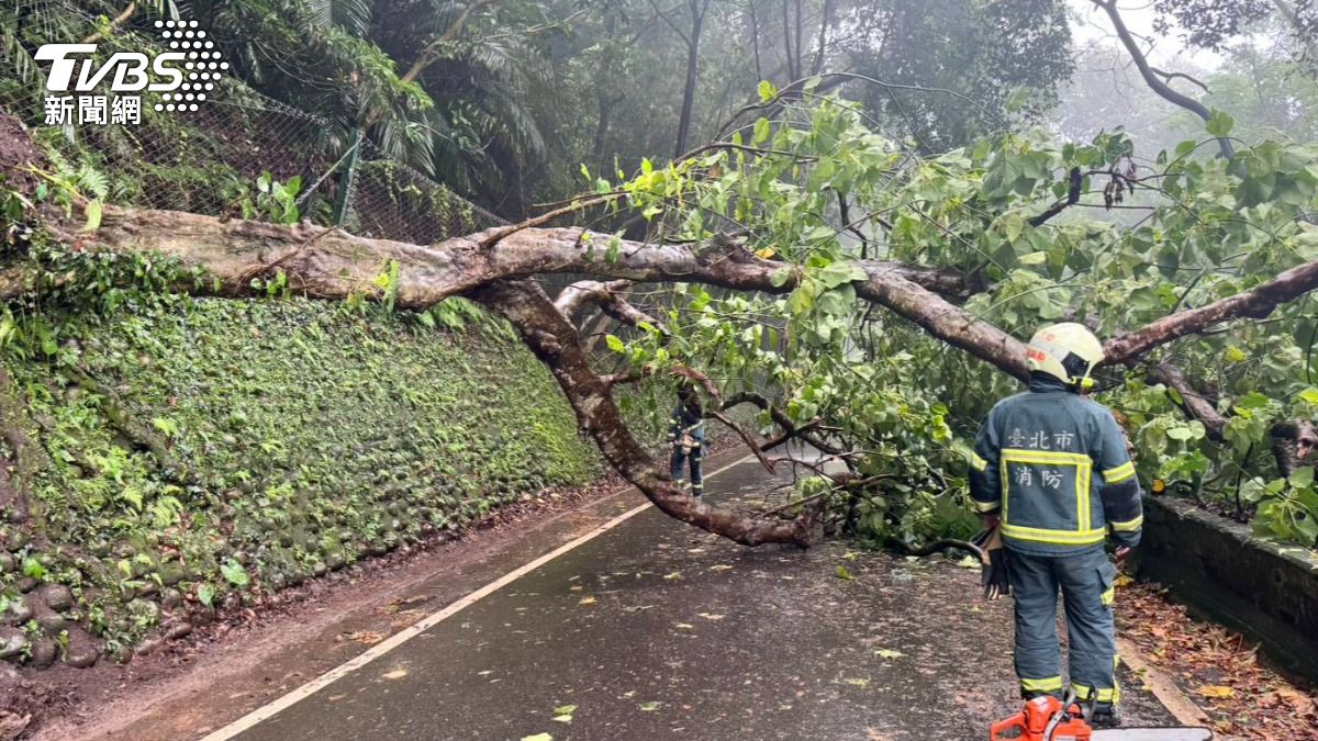 北市暴雨釀災！士林東山路10米大樹倒塌　道路緊急封閉
