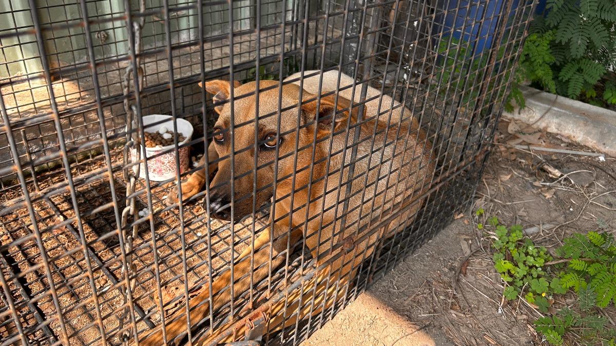 清潔隊申請設置誘捕籠。(圖/翻攝自臺中市政府官網)