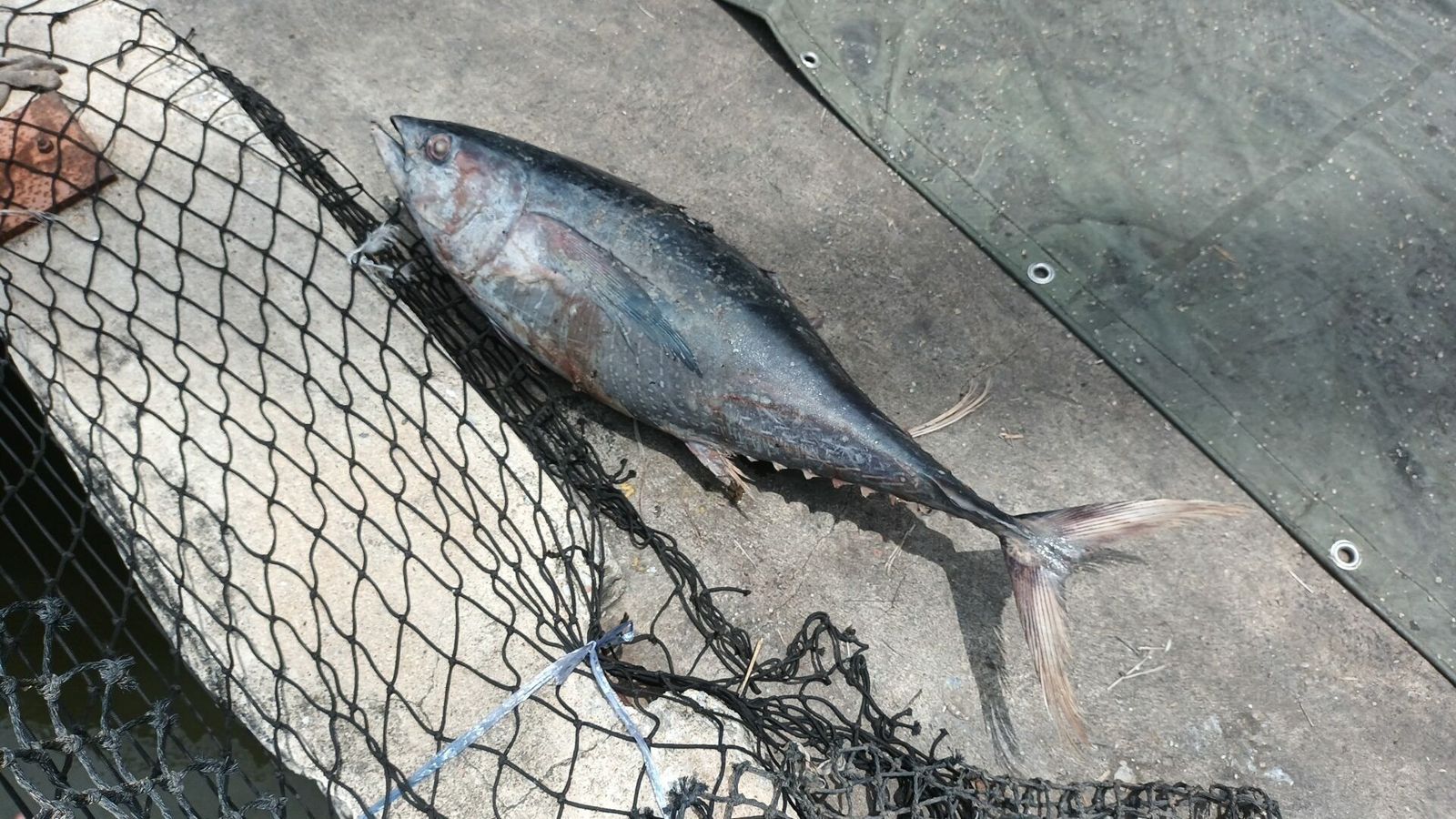 「凶手」竟是一條渾身結冰的巨型鮪魚。（翻攝自khaosod.co.th）