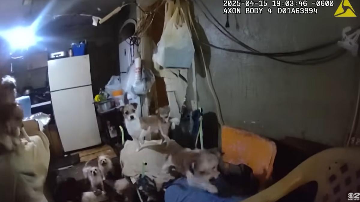 狹小房間擠168隻貓狗!美7旬翁被控虐待動物 面臨637項指控