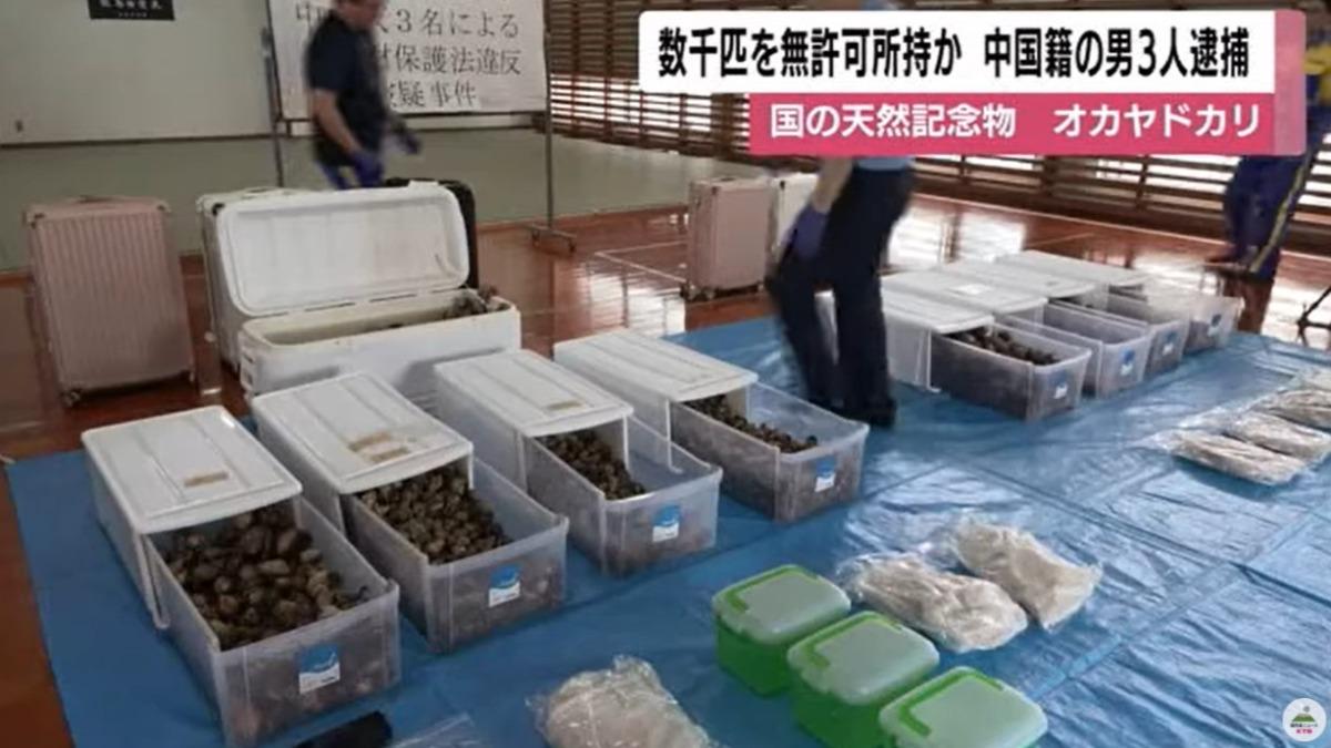 3陸客行李箱塞3千隻活寄居蟹!疑走私販售遭日警逮捕