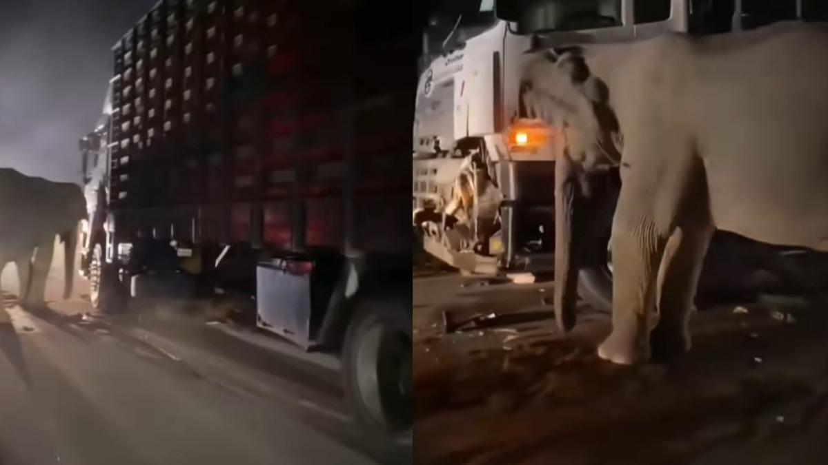 馬來西亞-撞死大象-母象-車禍