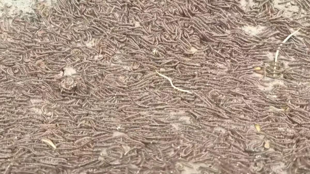 大地震前兆?上萬隻「馬陸大軍」驚人爆發 專家解讀了