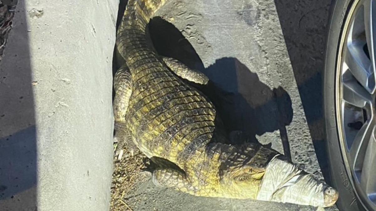 高雄侏羅紀公園?才抓巨型綠鬣蜥 馬路出現1.5m兇猛鱷魚