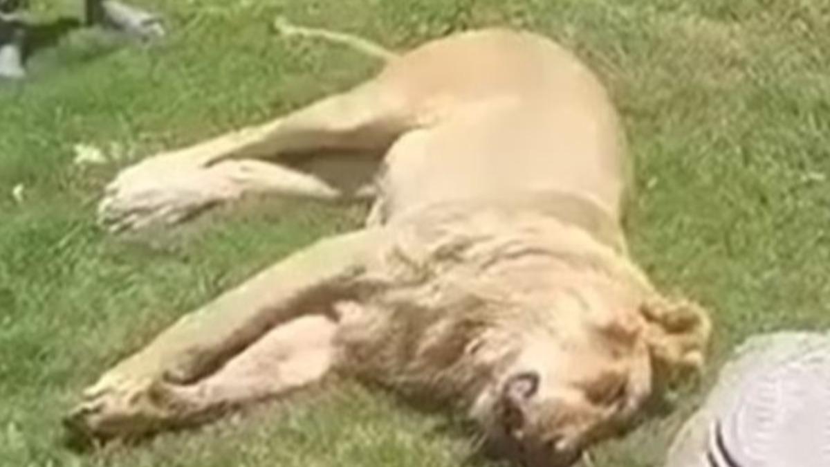 獅子躺在阿吉爾家裡死去的影片在社群媒體上瘋傳。(圖/翻攝自The Sun)