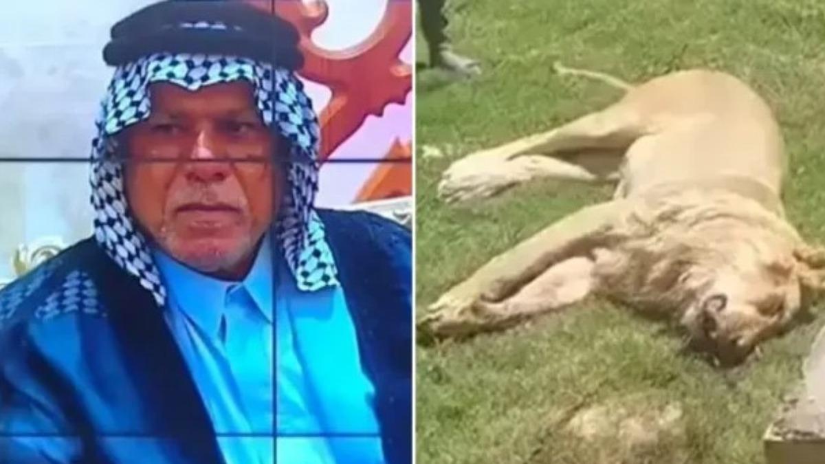 獅子當寵物!他牽回家慘遭咬死 鄰居發現時「屍體只剩一半」
