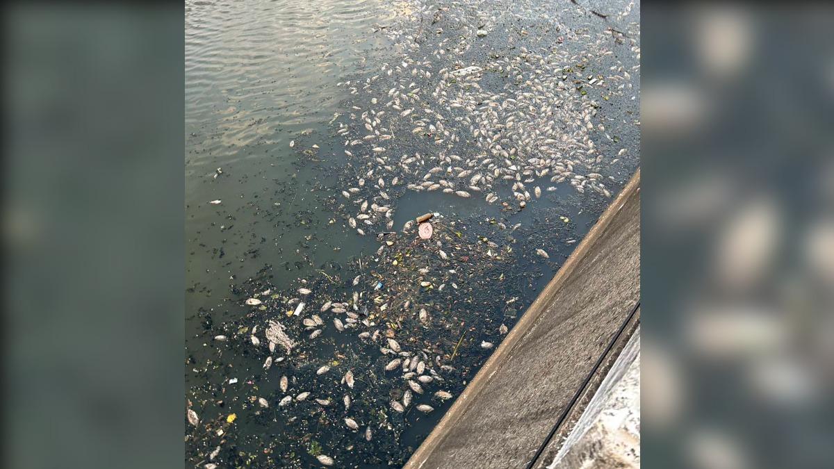 台中最臭河川!5個月21起魚群詭暴斃 日撈130公斤死魚
