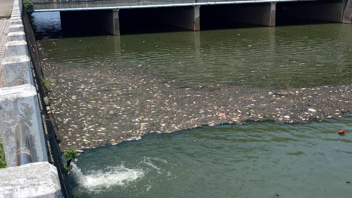 梧棲大排4月23日撈起130公斤死魚。（圖／民進黨台中市議員楊典忠提供）
