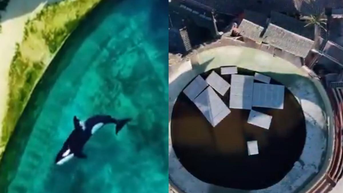 水族館停業變廢墟!虎鯨、海豚被困「爛池」無助徘徊 殘忍畫面曝