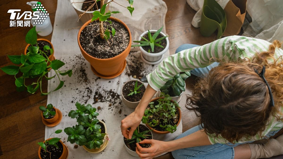 小心「黴菌藏體內」恐引發癌症!靠這些植物5招抗黴