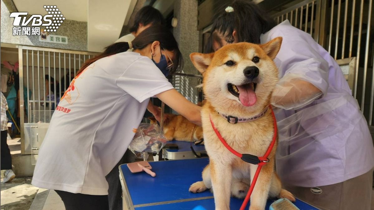 女沿路丟16隻柴犬遭罰41.5萬!元培師生暖心幫美容 將開放領養