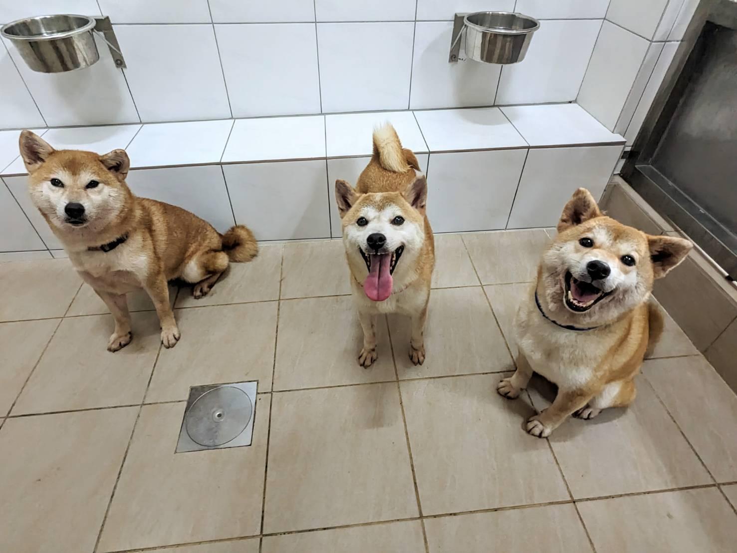 洗澡完後回到犬舍內開心的樣子。(圖/新竹縣動保所提供)