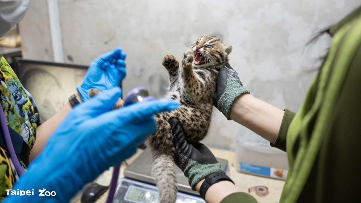 石虎「捲心蛋」。(圖/台北市動物園提供)