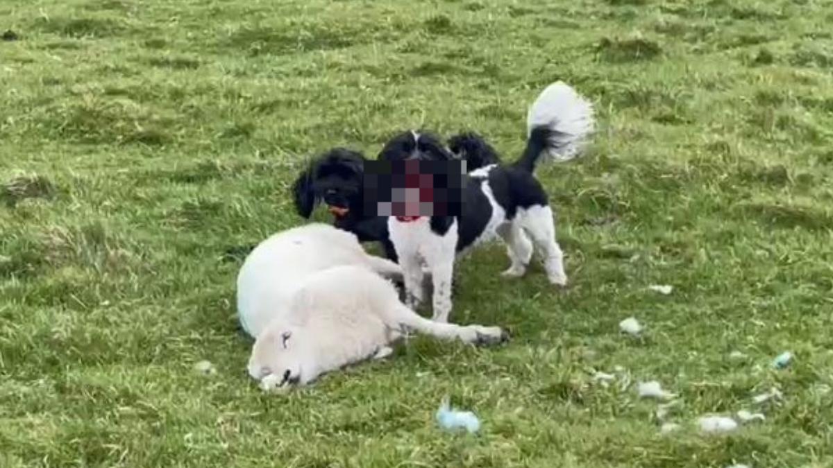 萌犬變猛獸！寵物狗闖農場狠咬小羊　滿嘴鮮血畫面超嚇人