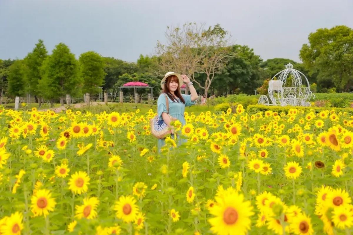 大片黃澄澄的向日葵花海,讓人看了心曠神怡。(圖/GO阿綸@旅人狂潮提供)