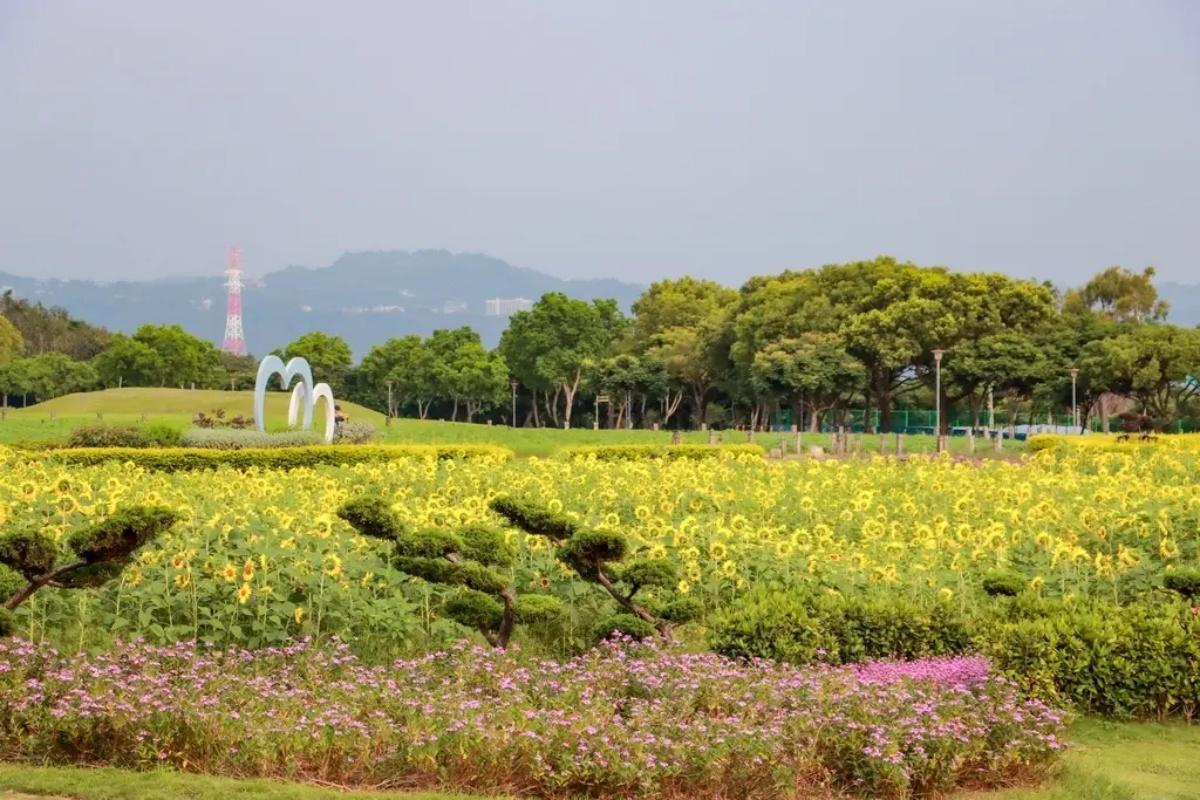 「后里環保公園」5月可欣賞大面積的花海盛況。(圖/GO阿綸@旅人狂潮提供)