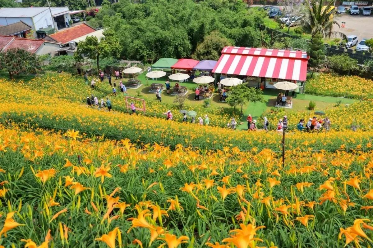 整片山坡規劃為2條賞花路線,其中一條有整排的市集攤車,並擺設桌椅可用餐。