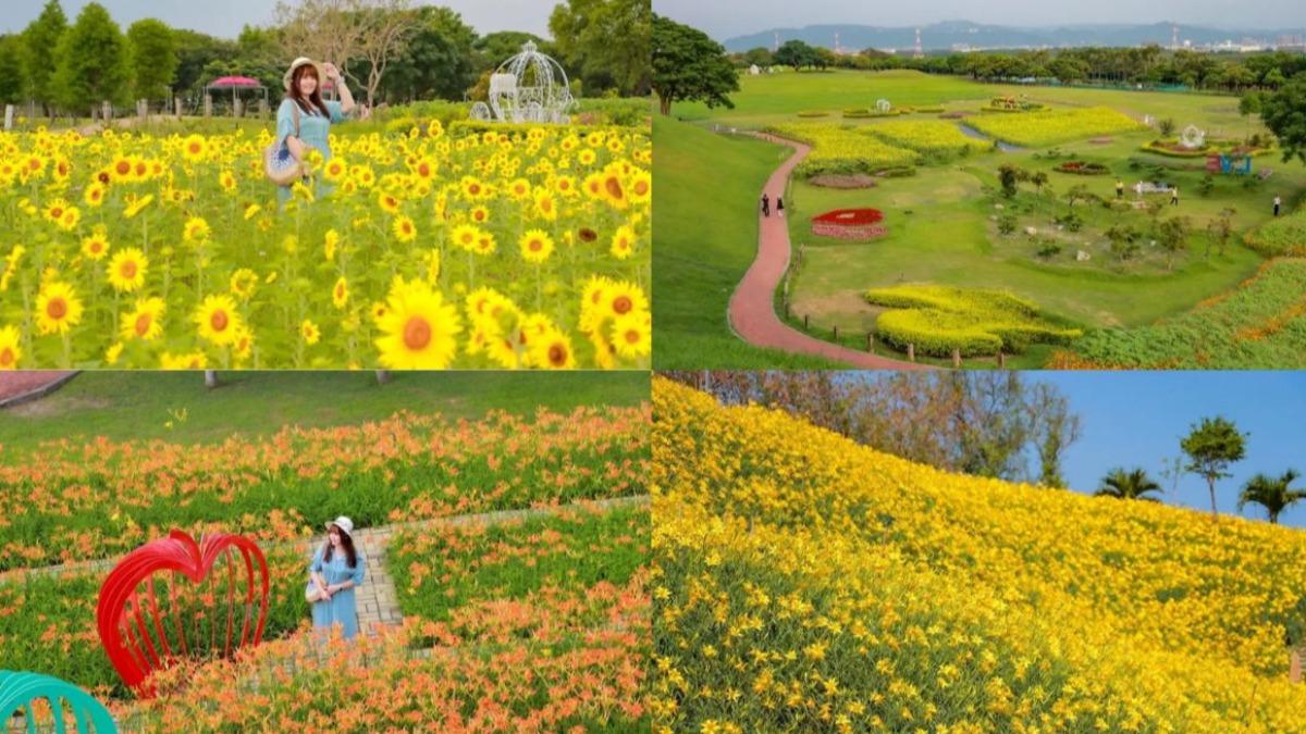 初夏賞花首選!「最美花海公園」在這 金針花、向日葵全盛開