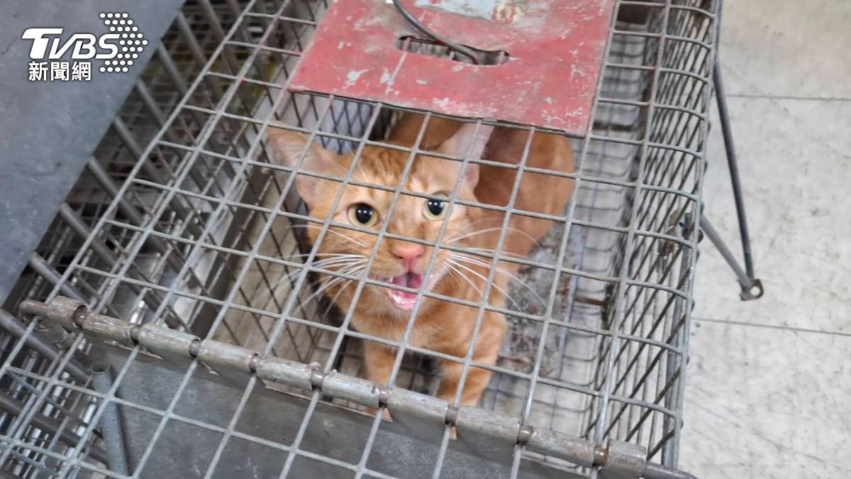 桃園社宅3幼貓接連墜樓慘死！飼主出國失聯　市府勒令遷離