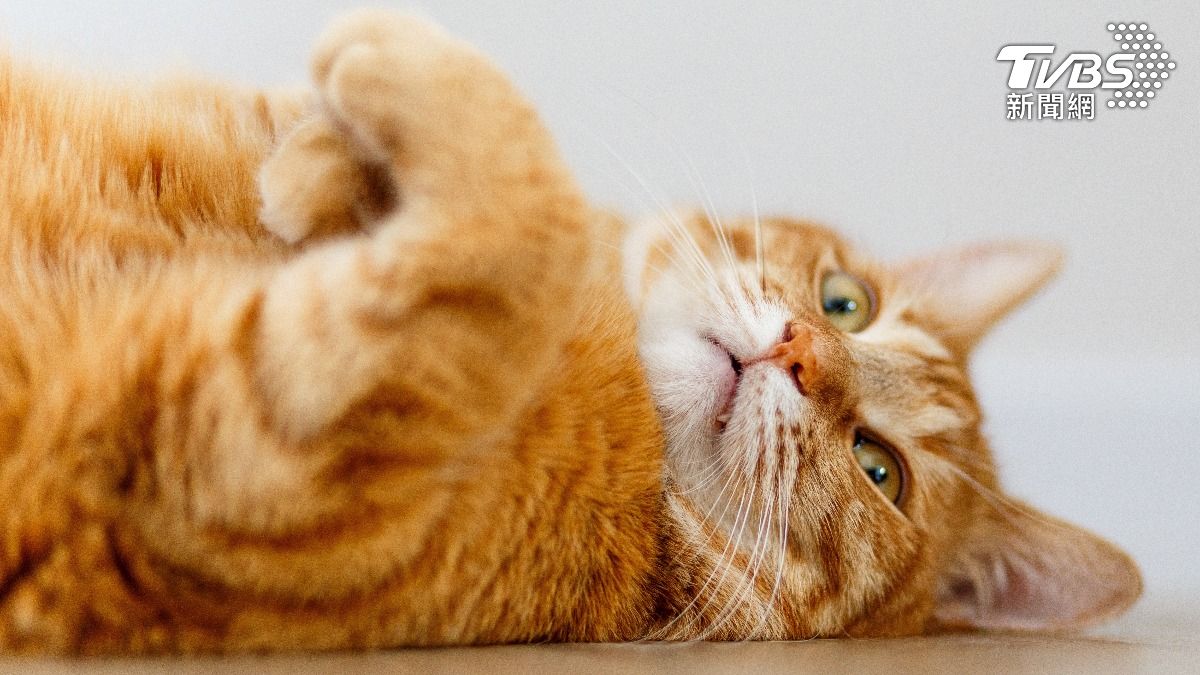 飼主注意!家貓未植晶片「最高罰1.5萬元」 元旦正式開罰