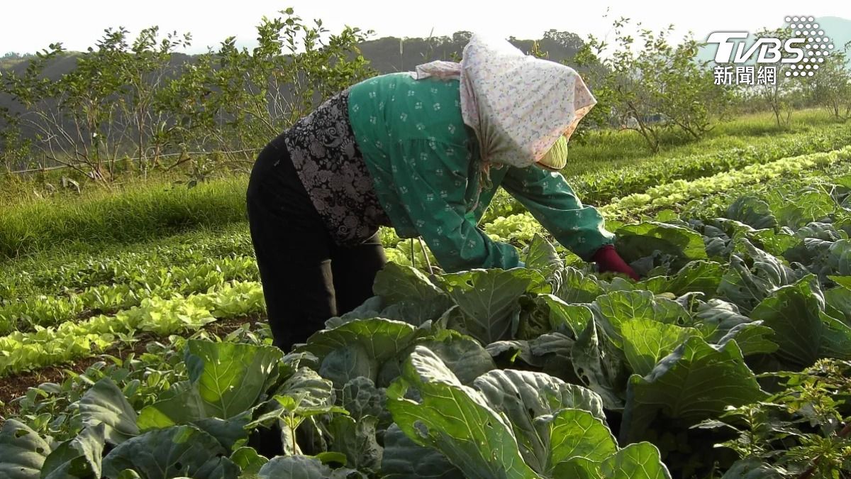 國際蔬食文化節登場!台灣蔬食產業迎風成長
