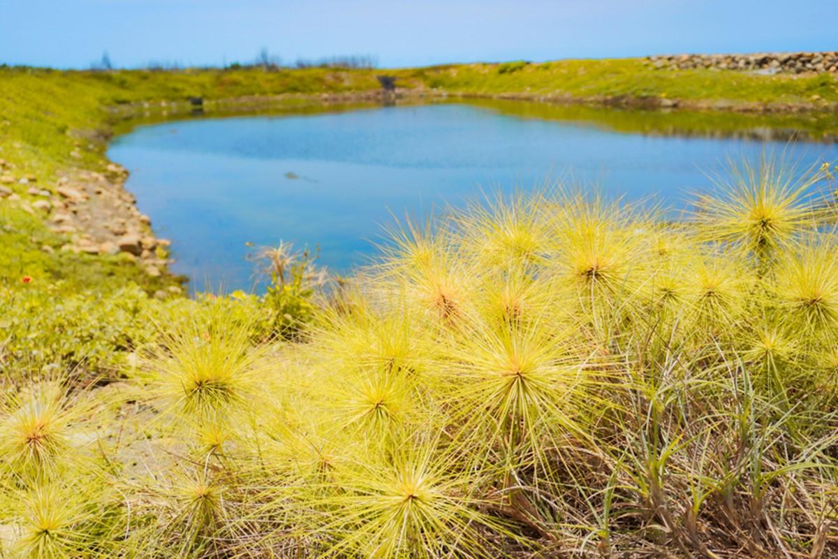 從不同位置取景,可以拍到特殊的海濱草本植物「濱刺麥」。(圖/13's幸福食光提供)