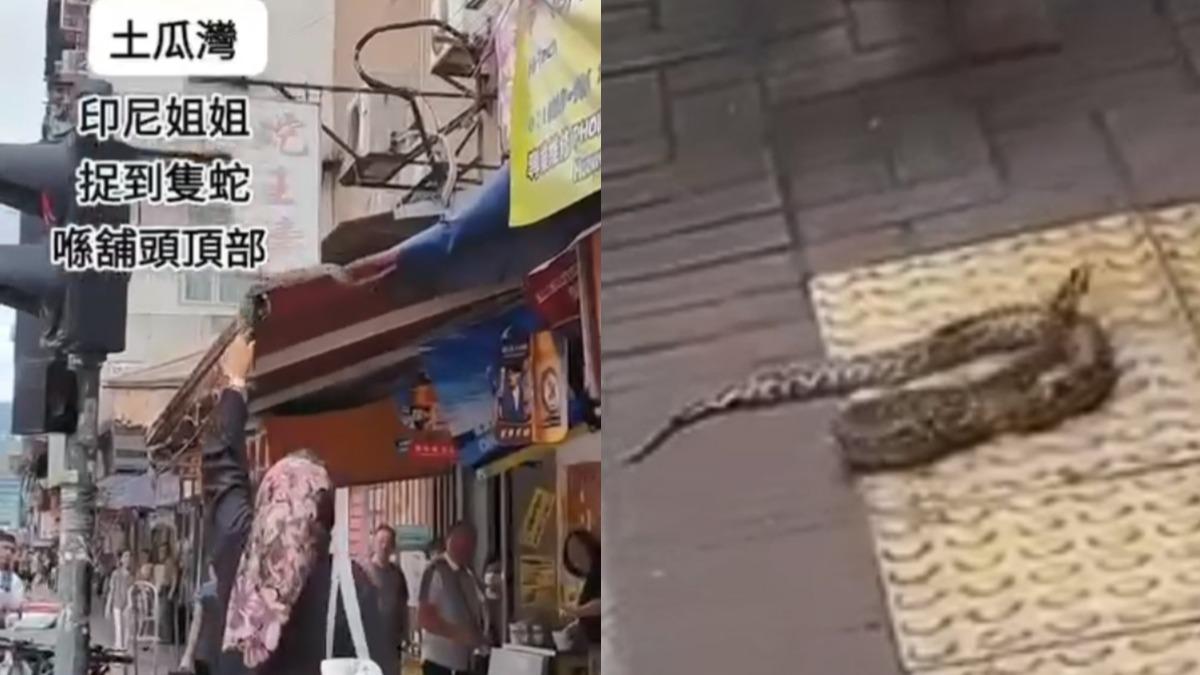 香港街頭蟒蛇出沒!引路人驚呼 「外籍女」徒手抓蛇