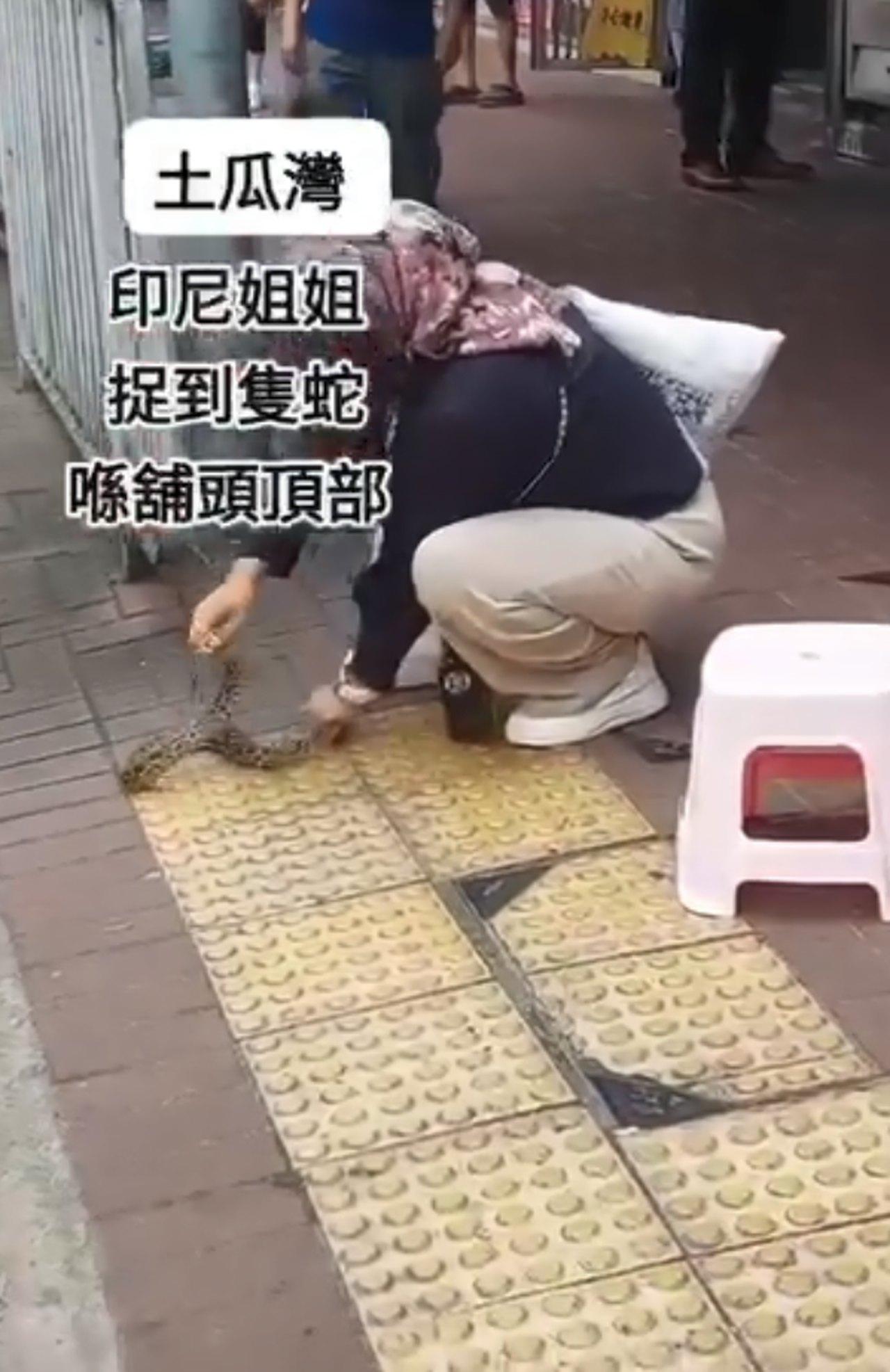 外籍人士徒手抓蛇。(圖/翻攝自網路影片)