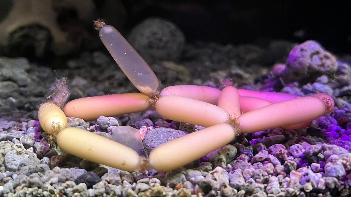 水族館驚見「深海小香腸」網笑翻　神秘生物身份曝光