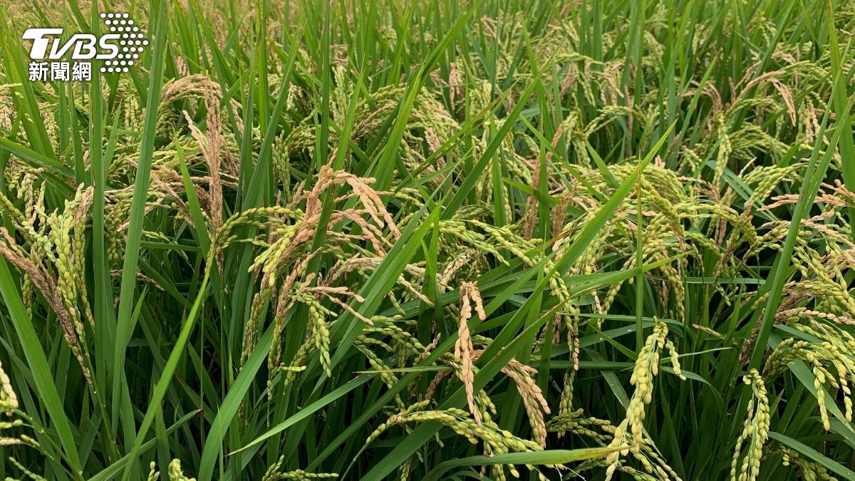 氣候濕熱助長病害擴散　抽穗前3至5天為防治關鍵時機