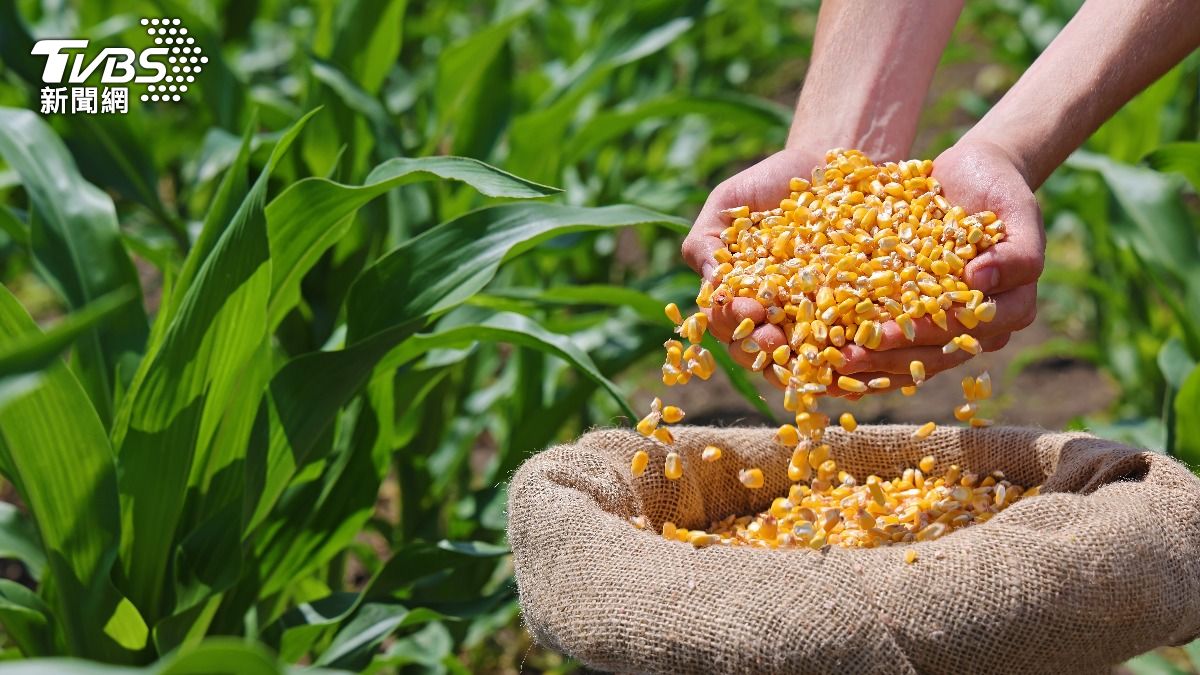 玉米、小麥都上榜!環境潮濕生成黴菌毒素 恐增加癌症風險