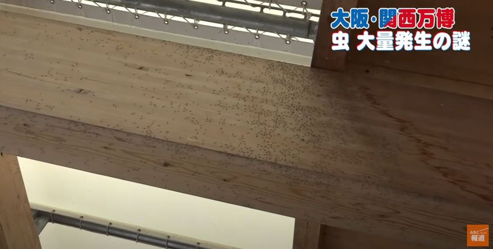 大阪萬博蟲害網路瘋傳!要噴殺蟲劑了 閉展達標2820萬人有困難