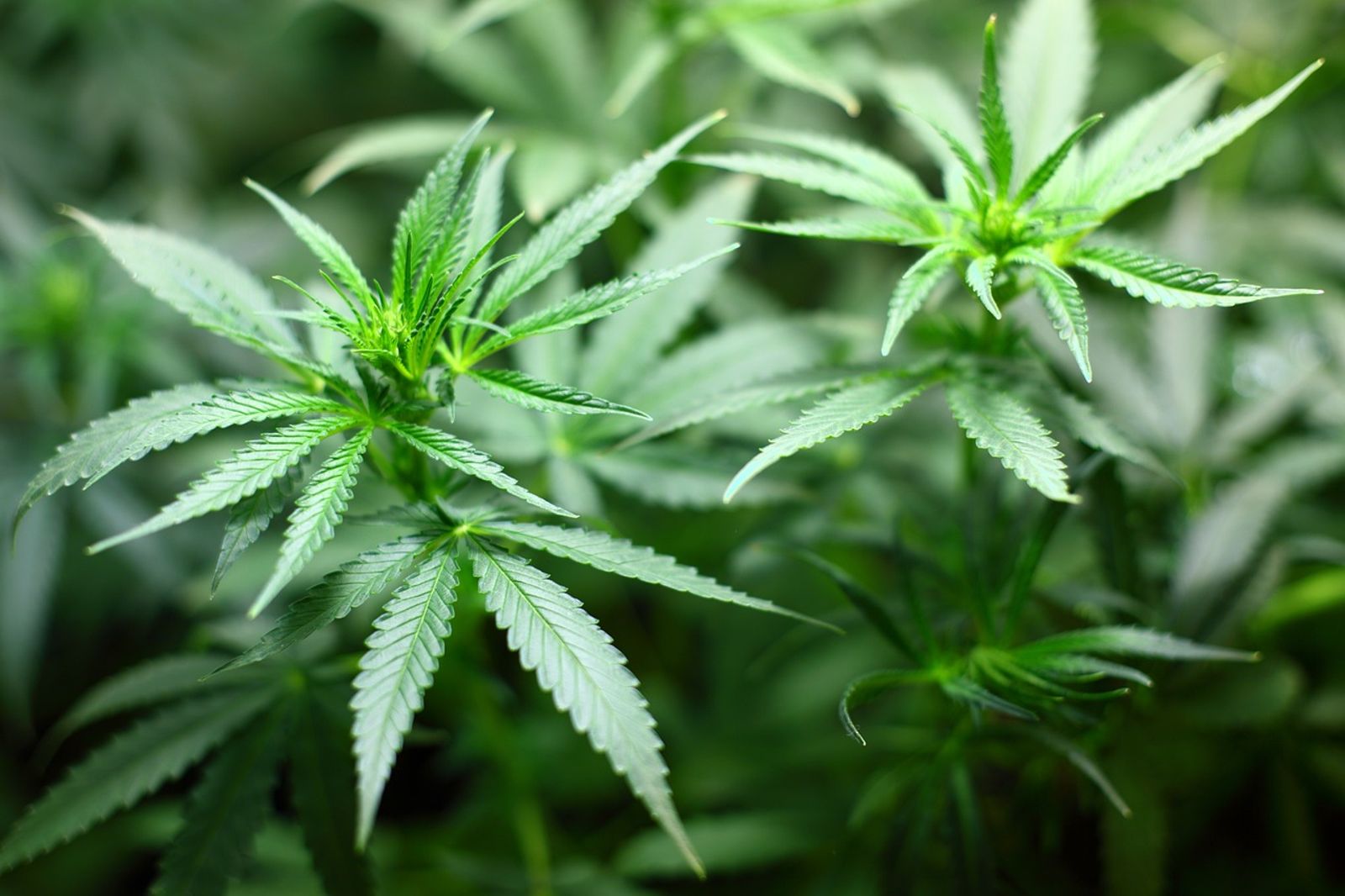 娛樂用掰掰?泰國擬限大麻為醫療專用 最快40天內上路
