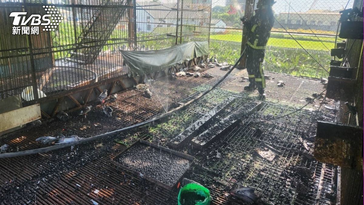 飼主好心痛!台中后里鴿舍竄黑煙 70隻鴿子葬身火海