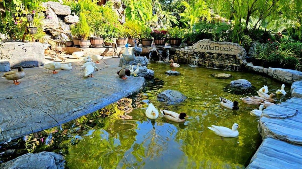 「Wild Duck Cafe」咖啡廳整體包含室內咖啡廳以及戶外花園、小動物所在的區域。（圖／「Yuki's Life」提供）　