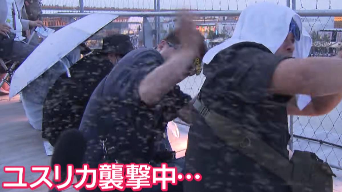 大阪世博蚊蟲風暴包圍遊客!店家滿地蟲屍 知事請大廠「支援除蟲」
