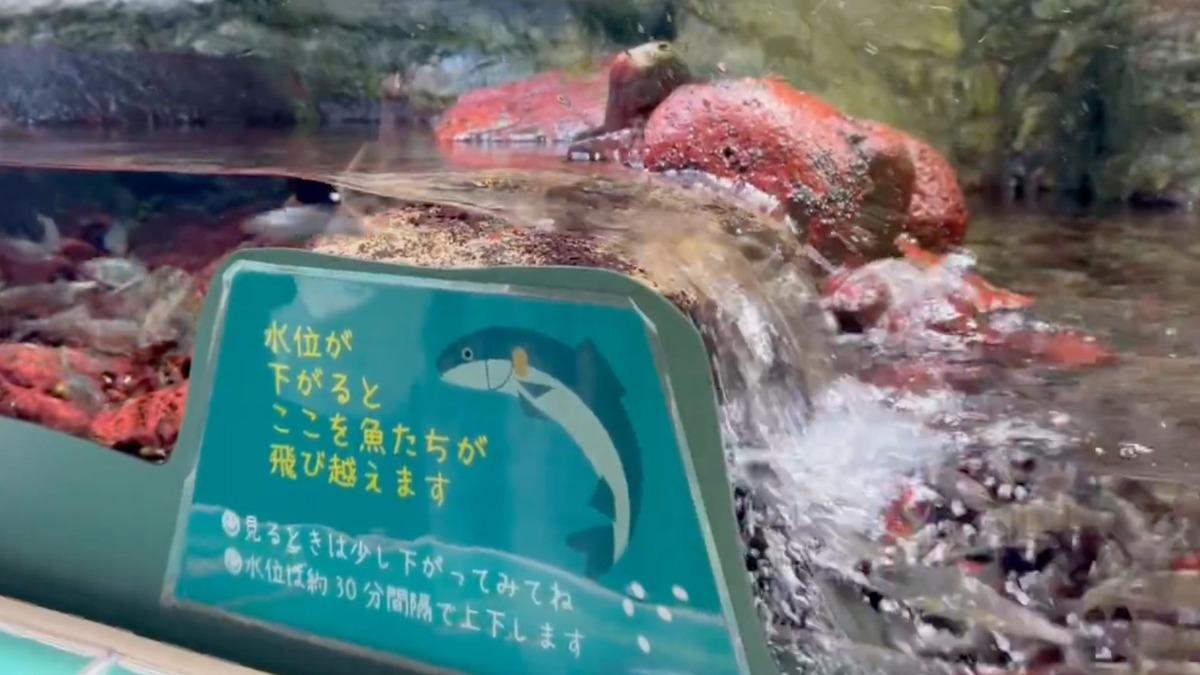 仿效蔣公精神?日本水族館「小魚逆流而上」 11秒片爆紅