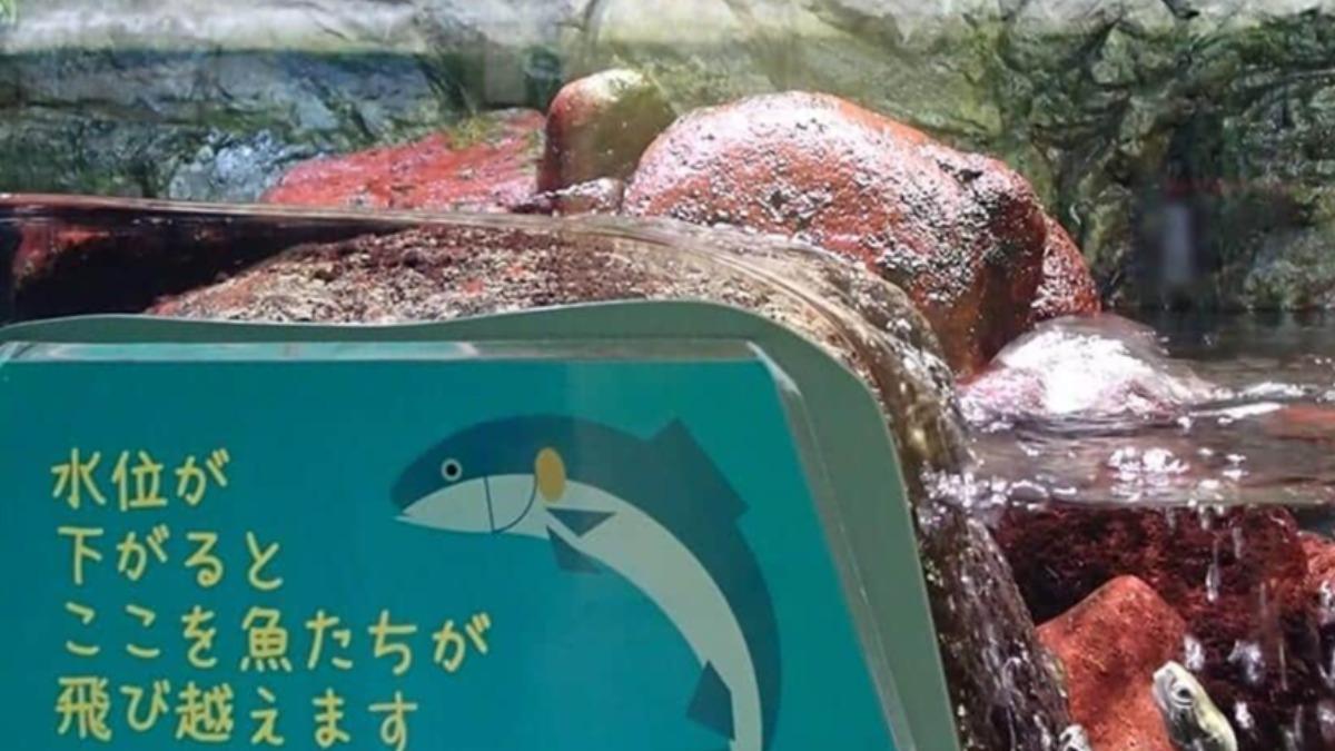 根據水槽旁的解說牌,該設計藉由讓水位每隔30分鐘下降、形成小型瀑布。(圖/翻攝自J-CAST)
