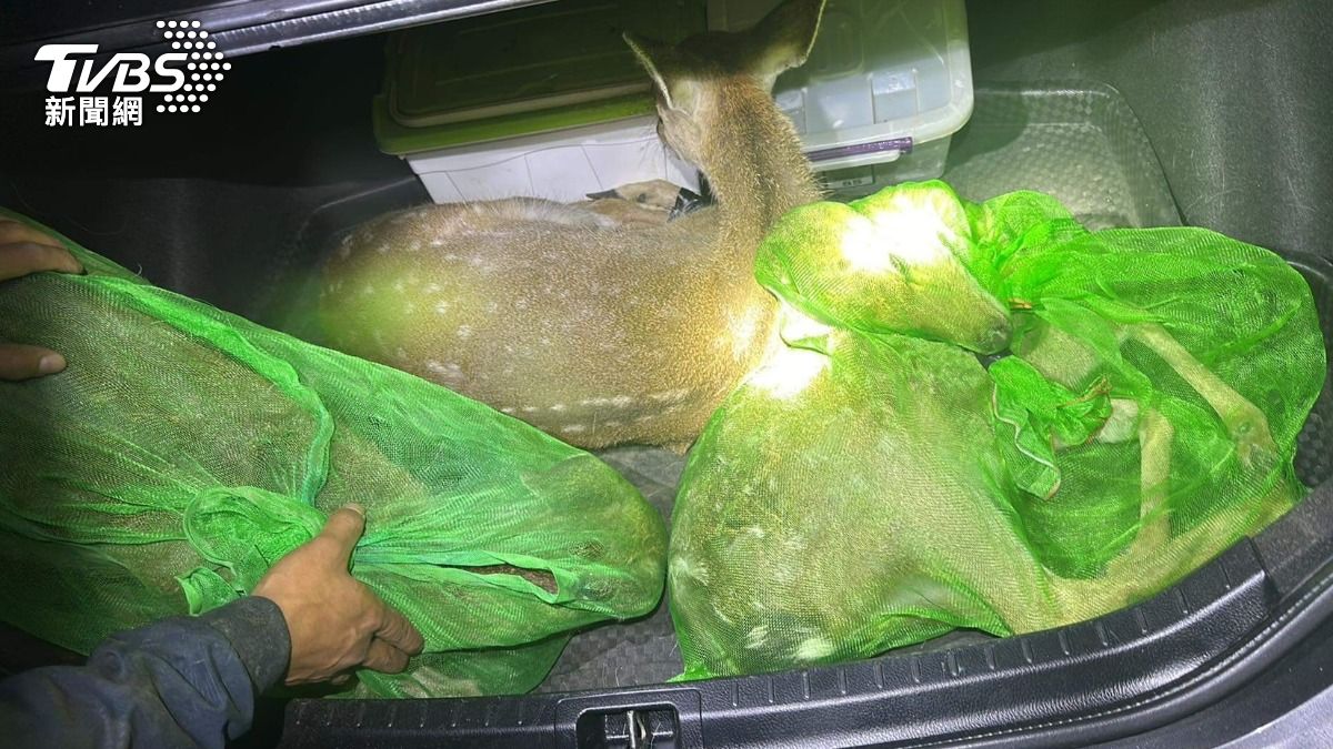 槍殺割角還棄屍!死、活梅花鹿都不放過 歹毒盜獵集團落網了