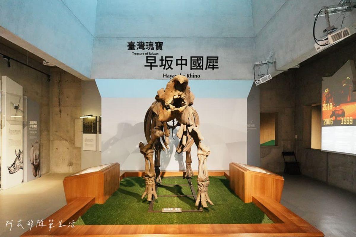 圖為「早坂中國犀」，台灣境內發現的珍貴大型哺乳動物化石之一。（圖／「阿茲的隨筆生活」提供）