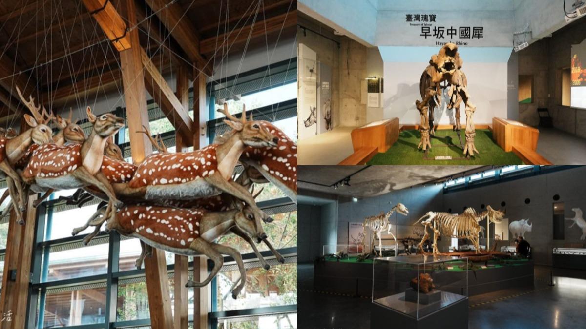 台南親子景點!全台「首座化石館」 5展區含金量高超吸引