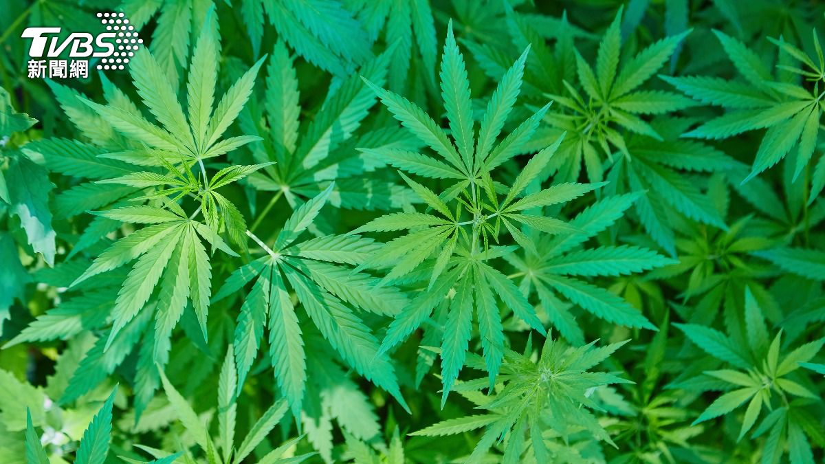 吸食大麻容易讓人有放鬆感,不過過量可能導致神經緊張、出現幻覺等現象。(示意圖/達志影像shutterstock)