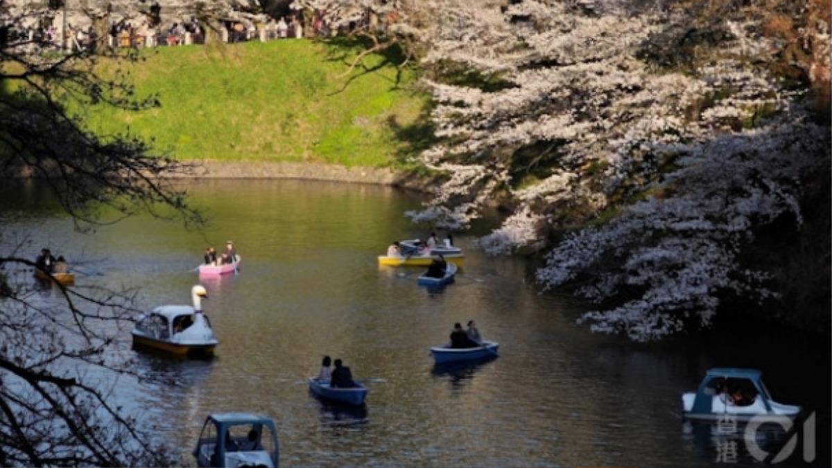 日本東京櫻花在4月盛開,吸引不少外國旅客前往觀賞。(圖/香港01)